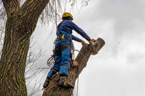 Best Tree Clearing Services  in USA